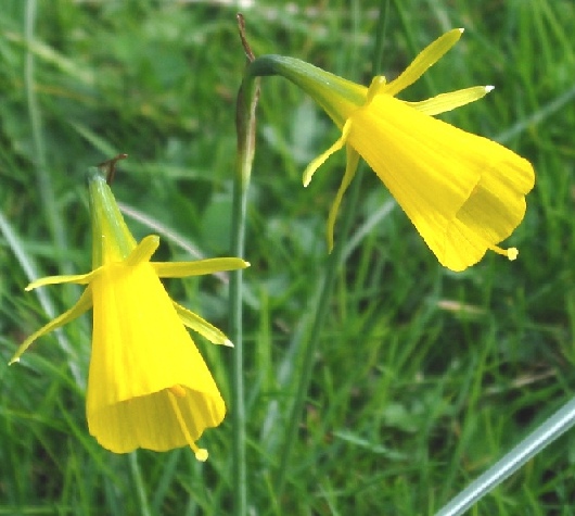 Skupina Bulbocodium