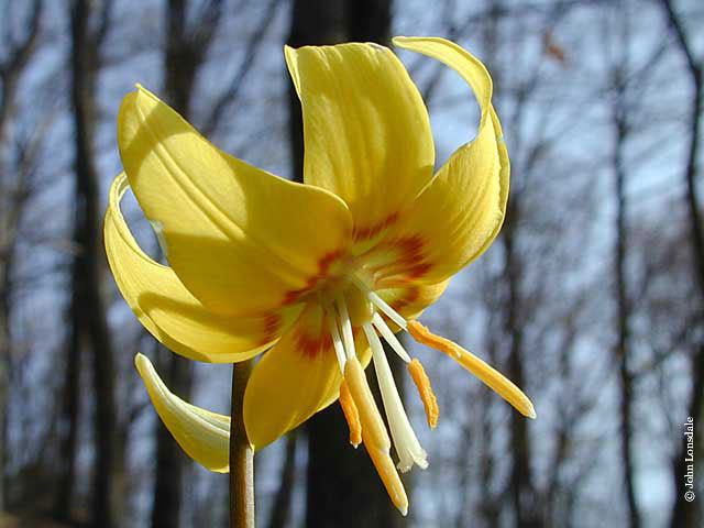 Erythronium Pagoda
