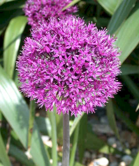 Allium aflatunense Purple Sensation