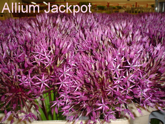 Allium Jackpot