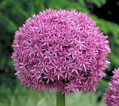 Allium Globemaster