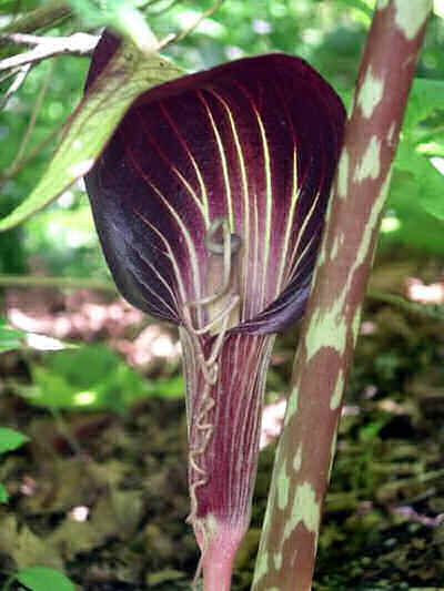 Arisaema