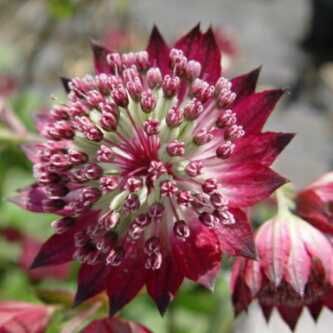 Astrantia major �Lars�
