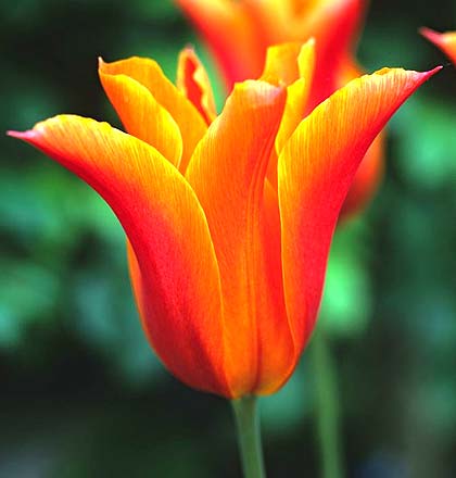 Tulipan Ballerina