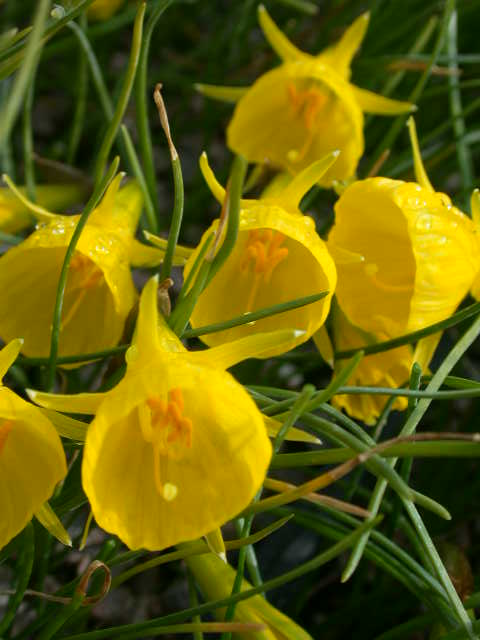 Narcissus bulbocodium Classic Gold
