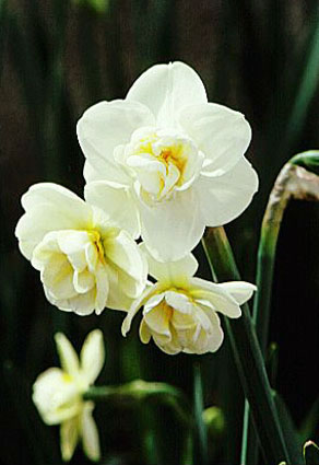 Narcissus Cheerfulness