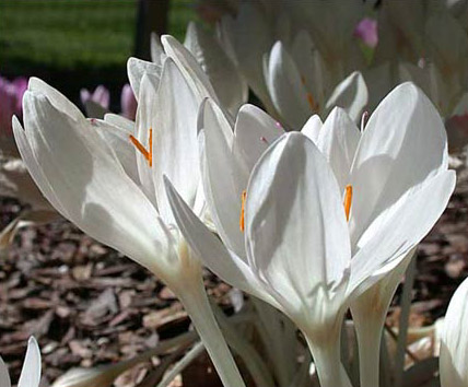 Colchicum byzantinum Album