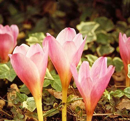 Colchicum bornmuelleri