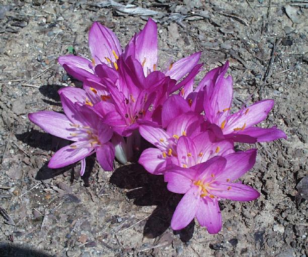 Colchicum cilicicum Purpureum
