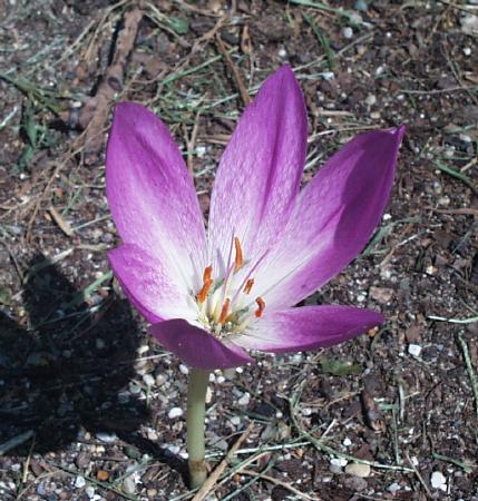 Colchicum Giant