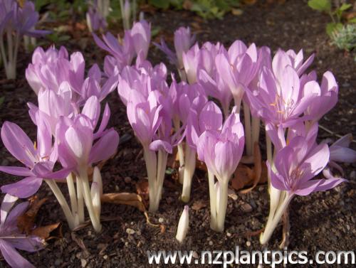 Colchicum giganteum
