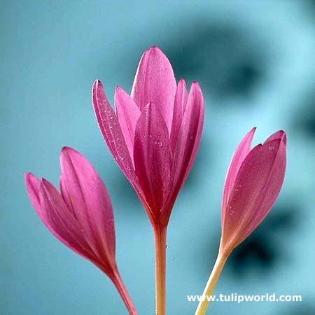 Colchicum Lilac Wonder
