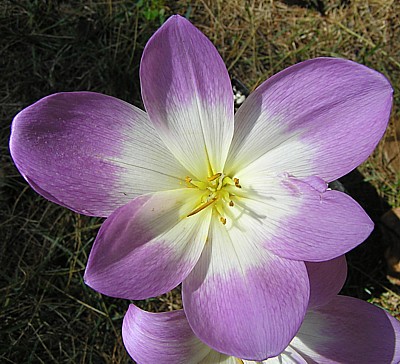 Colchicum Rosy Dawn