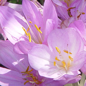 Colchicum speciosum