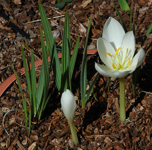 Colchicum speciosum Album