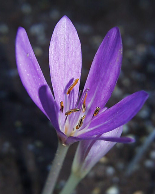 Colchicum tenorii