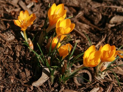 Crocus ancyrencis (Golden Bunch)