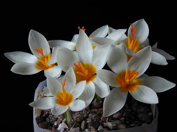 Crocus sieberi Bowles White