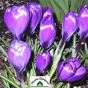 �afran Flower Record