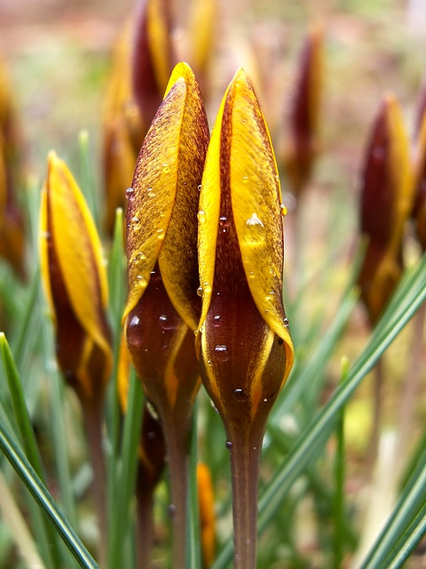 Crocus chrysanthus Zwanenburg Bronze