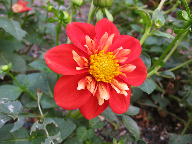 Collerette