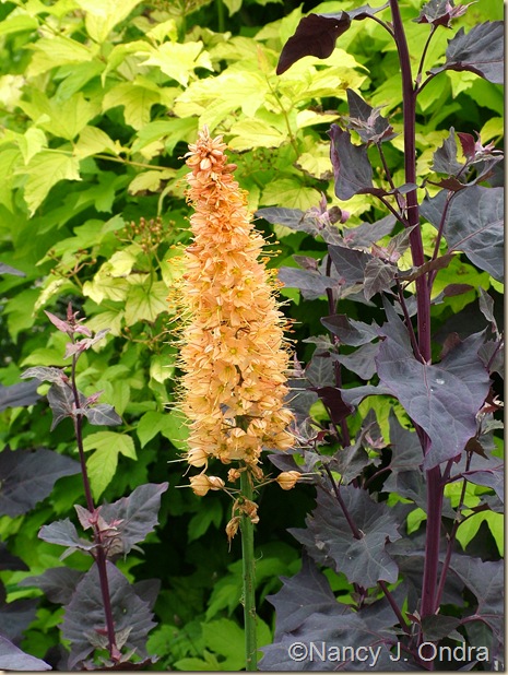 Eremurus Rexona