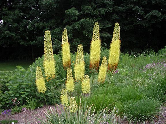 Eremurus stenophyllus