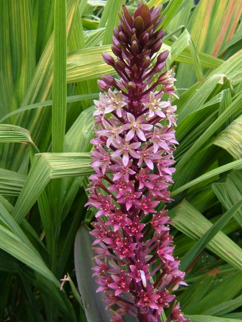 Eucomis Sparkling Burgundy