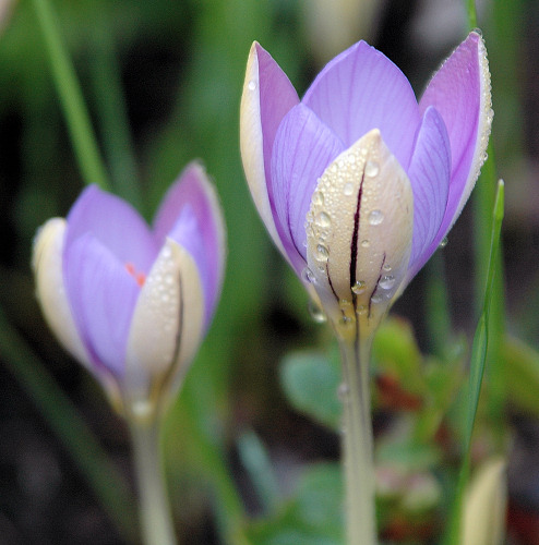 Crocus imperati De Jager