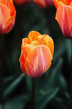 Tulipan Prinses Irene
