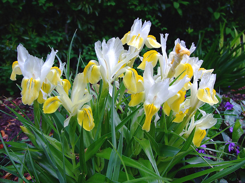 Iris bucharica