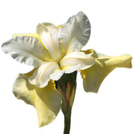 Pictures of Flowers Bulb Pictures and Bulb Kind