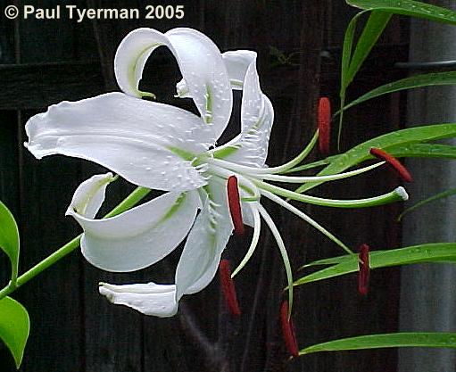 Lilium speciosum �Album�