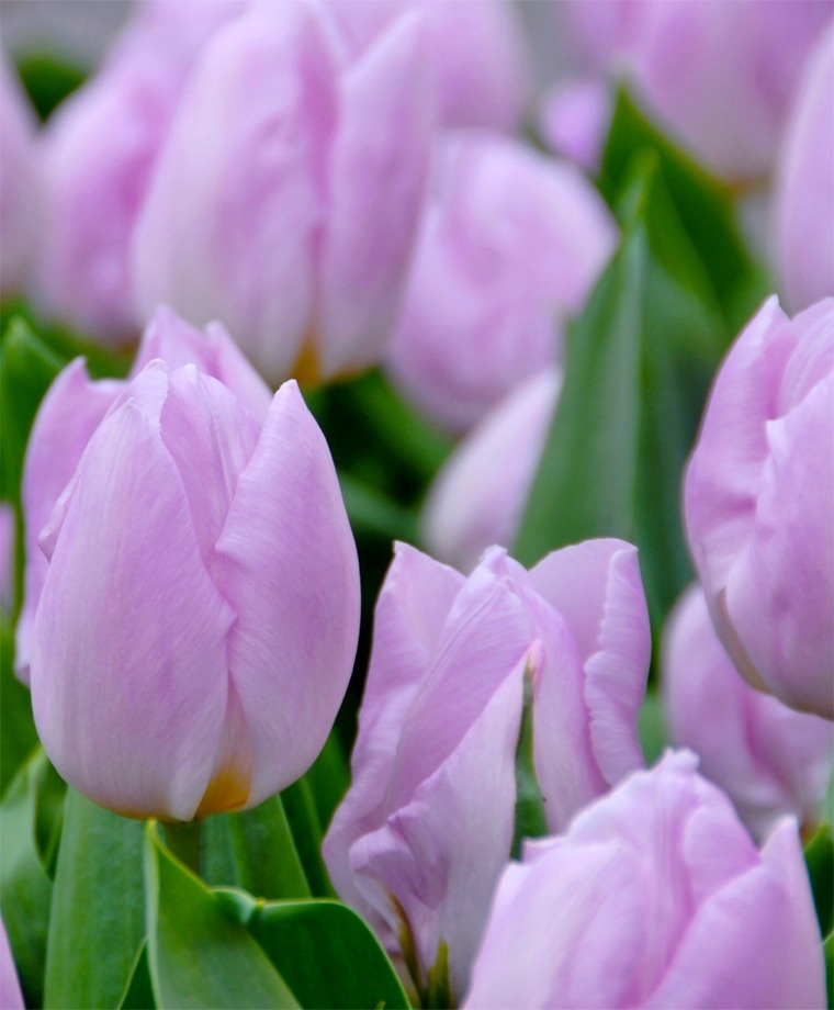 Tulipan Candy Prince