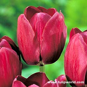 Tulipan Purple Prince