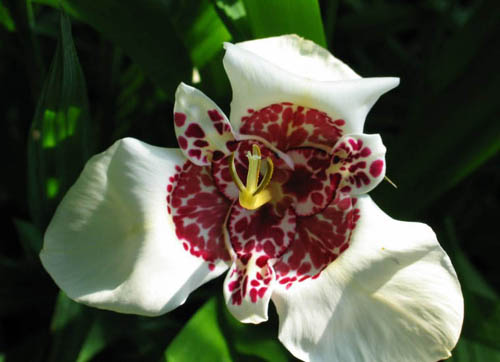 Tigridia pavonia Alba Grandiflora