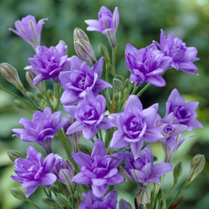 Triteleia Royal Blue