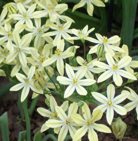 Triteleia Starlight