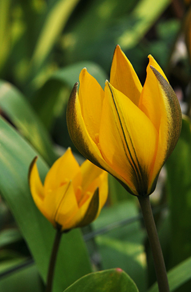 Tulipa neustruevae