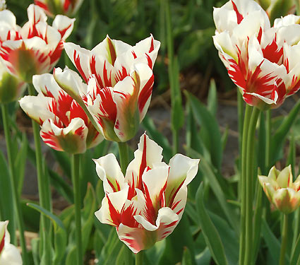 Tulipan Flaming Spring Green